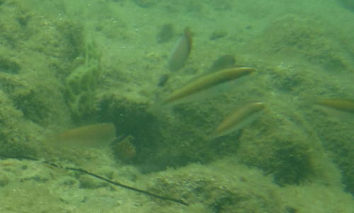 Stethojulis interrupta