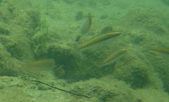 Stethojulis interrupta