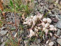 Oxytropis intermedia