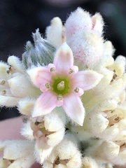 Phylica willdenowiana