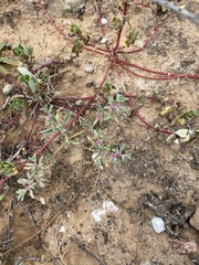 Aizoon portulacaceum