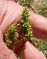 Carex muehlenbergii