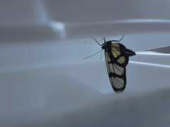 Methona confusa