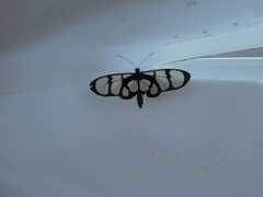 Methona confusa