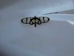 Methona confusa