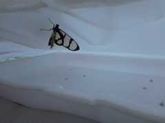 Methona confusa