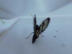 Methona confusa