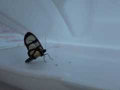 Methona confusa