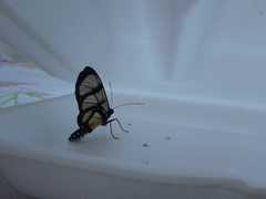 Methona confusa