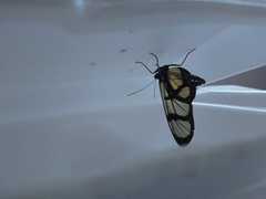 Methona confusa