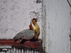 Theristicus melanopis