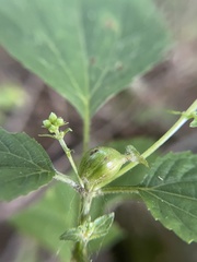 Asphondylia eupatorii
