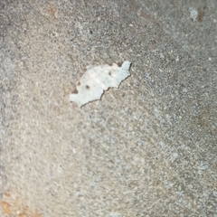 Prolophota trigonifera