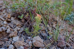 Castilleja applegatei breweri