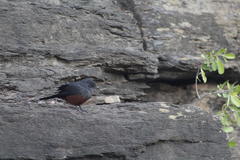 Thamnolaea cinnamomeiventris autochthones