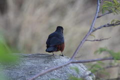 Thamnolaea cinnamomeiventris autochthones