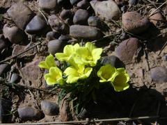 Moraea fugacissima