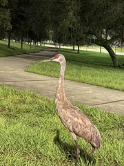 Grus canadensis image