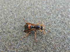 Polistes humilis humilis