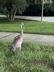 Grus canadensis image