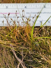 Bulbostylis capillaris