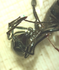 Pachycondyla crassinoda