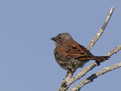 Passer diffusus stygiceps