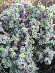 Pelargonium alternans