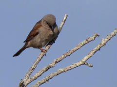 Passer diffusus stygiceps