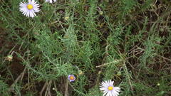 Felicia muricata muricata