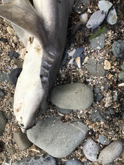 Mustelus mustelus