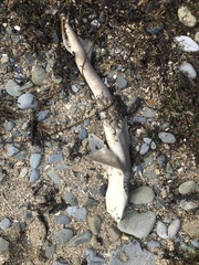 Mustelus mustelus