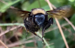 Bombus pensylvanicus image
