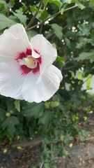 Hibiscus syriacus