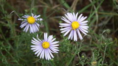 Felicia muricata muricata