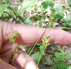 Carex texensis