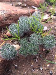 Eriospermum paradoxum