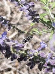 Coelioxys octodentatus