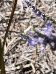 Coelioxys octodentatus