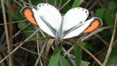 Colotis euippe omphale