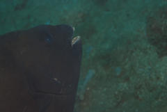 Oplegnathus robinsoni