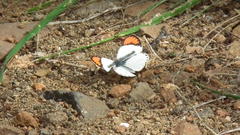 Colotis euippe omphale