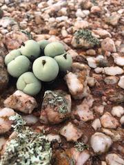 Conophytum calculus