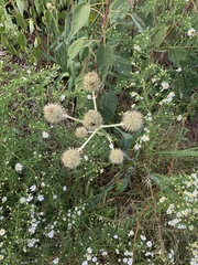 Eryngium yuccifolium