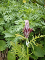 Pedicularis atropurpurea