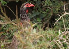 Pternistis afer castaneiventer