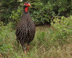 Pternistis afer castaneiventer