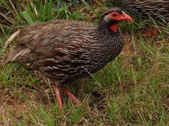 Pternistis afer castaneiventer