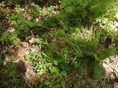 Carex texensis