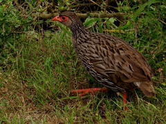 Pternistis afer castaneiventer